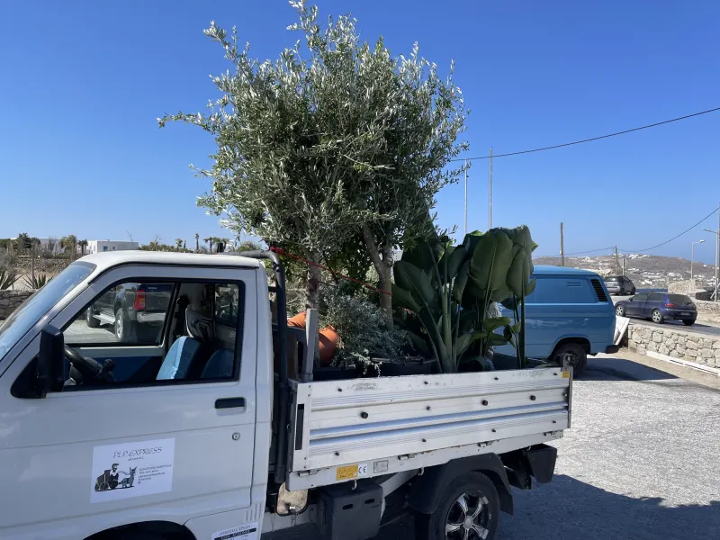 Olive tree being transported