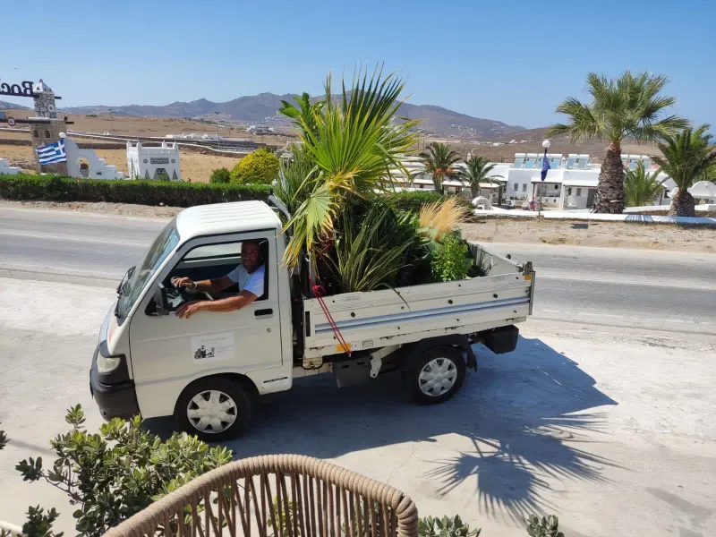 Truck loaded with palm trees on a Mykonos coastal road